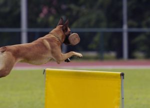 Sports Canins : Renforcez les liens avec votre chien tout en restant actif