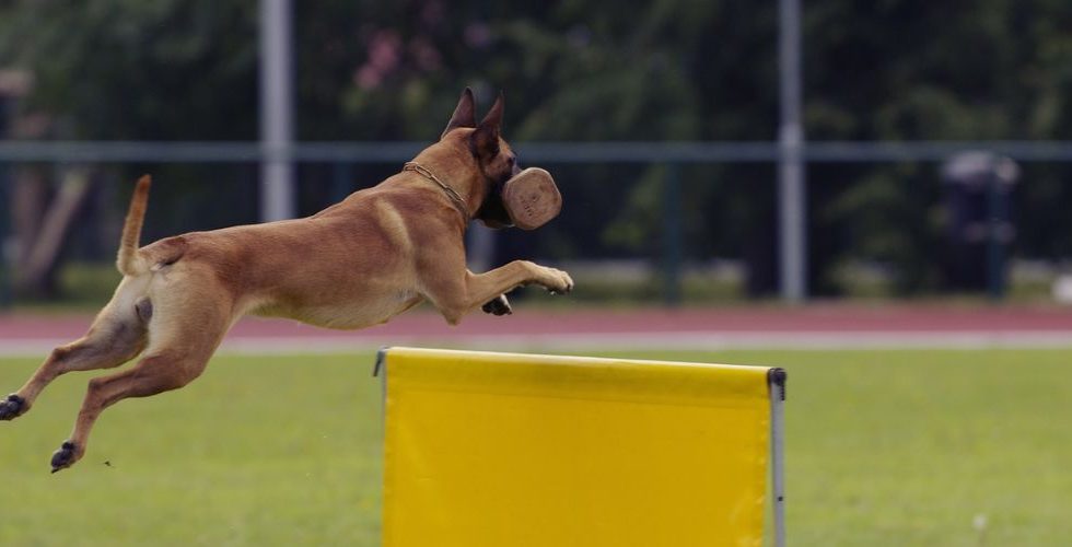 Sports Canins : Renforcez les liens avec votre chien tout en restant actif